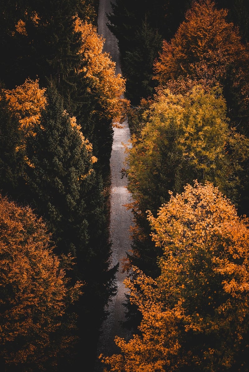 Mindful Hikes